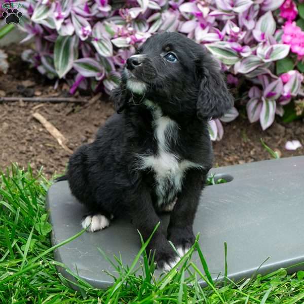 Barney, Bernedoodle Puppy